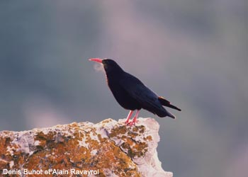 Crave à bec rouge (Pyrrhocorax pyrrhocorax)