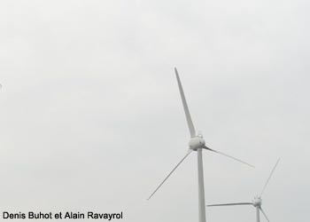 Aigle royal et éoliennes 