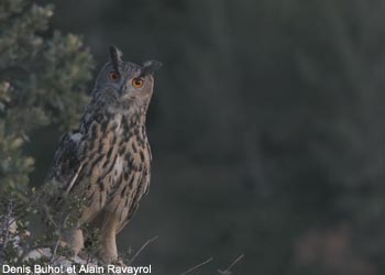 Grand-duc d'Europe (Bubo bubo)