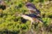 1-Butor étoilé | Botaurus stellaris | Eurasian Bittern