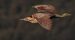 1-Butor étoilé | Botaurus stellaris | Eurasian Bittern