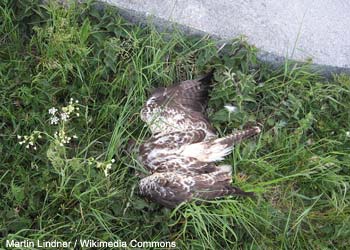 Buse variable (Buteo buteo) trouvée morte