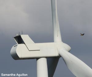 Les effets des éoliennes sur les oiseaux et les chiroptères sont multiples