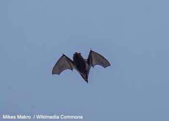Pipistrelle commune (Pipistrellus pipistrellus)