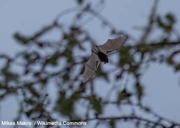 Pipistrelle commune (Pipistrellus pipistrellus)