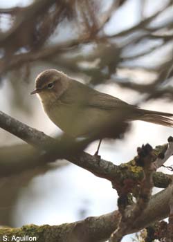 Pouillot véloce (Phylloscopus collybita)