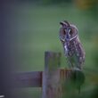 13e édition du Festival Nature Ain du 29 au 31 mai 2026 à Hauteville-Lompnes (Ain)