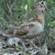 Vingtième Fête de la Nature