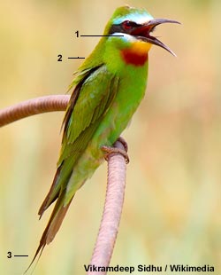 Guêpier de Perse (Merops persicus)