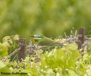 Guêpier de Perse (Merops persicus)