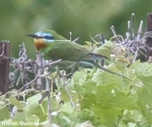 Guêpier de Perse (Merops persicus)