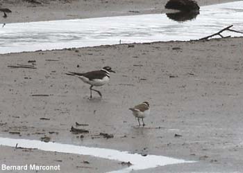 Gravelot ou Pluvier kildir (Charadrius vociferus)