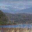 Observer les oiseaux du lac du Malsaucy (Territoire de Belfort) et des étangs voisins, l'une des principales zones humides de Franche-Comté
