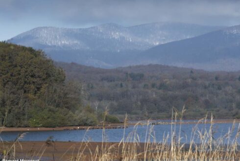 Observer les oiseaux du lac du Malsaucy (Territoire de Belfort) et des étangs voisins, l'une des principales zones humides de Franche-Comté