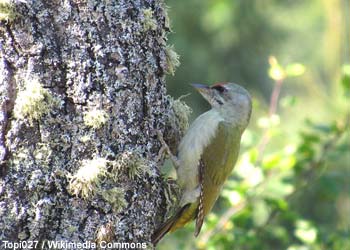 Pic cendré (Picus canus)