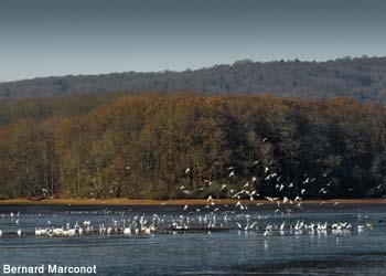 Rassemblement de Laridés, de Grandes Aigrettes (Ardea alba) et d'Anatidés