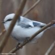 Une Mésange azurée a été la "vedette" du début de l'année 2026 en Norvège