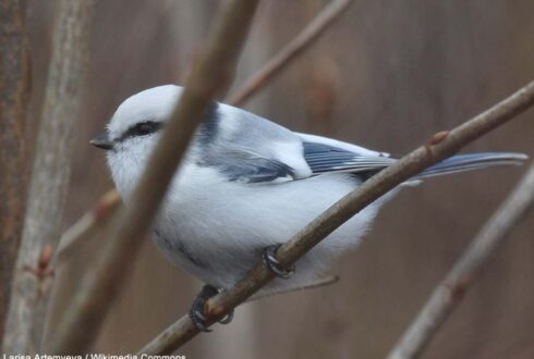 Une Mésange azurée a été la "vedette" du début de l'année 2026 en Norvège