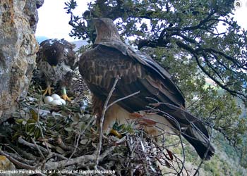 Aigles de Bonelli (Aquila fasciata)