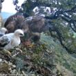Un "couple" composé de deux femelles d'Aigles de Bonelli a adopté et élevé avec succès trois jeunes placés dans leur aire au Pays basque espagnol