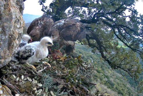 Un "couple" de deux femelles d'Aigles de Bonelli a adopté et élevé avec succès trois jeunes placés dans leur aire au Pays basque espagnol
