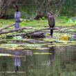 Installation en 2025 de la première colonie de Cormorans pygmées en Pologne