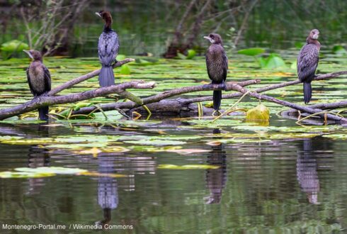 Installation en 2025 de la première colonie de Cormorans pygmées en Pologne