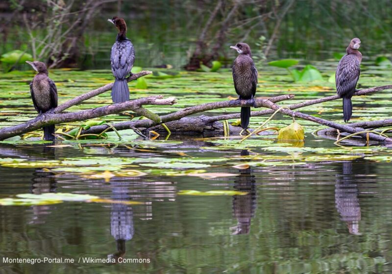 Installation en 2025 de la première colonie de Cormorans pygmées en Pologne