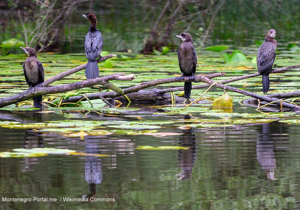 Cormorans pygmées (Microcarbo pygmaeus)
