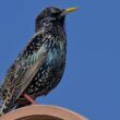 Comptage national printanier des oiseaux des jardins en France métropolitaine les 30 et 31 mai 2026