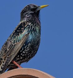 Comptage national printanier des oiseaux des jardins