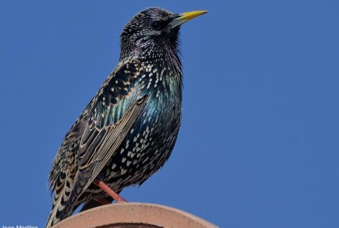 Comptage national printanier des oiseaux des jardins en France métropolitaine les 30 et 31 mai 2026