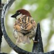 Le Moineau domestique semble avoir arrêté de décliner à Paris depuis 2014