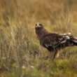 Comment favoriser l'Aigle criard par rapport à l'Aigle pomarin dans la vallée de la Biebrza (Pologne) ?