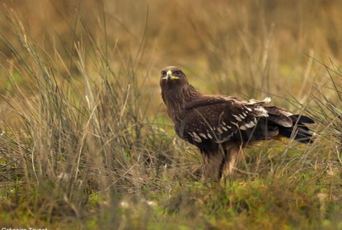 Comment favoriser l'Aigle criard par rapport à l'Aigle pomarin dans la vallée de la Biebrza (Pologne) ?