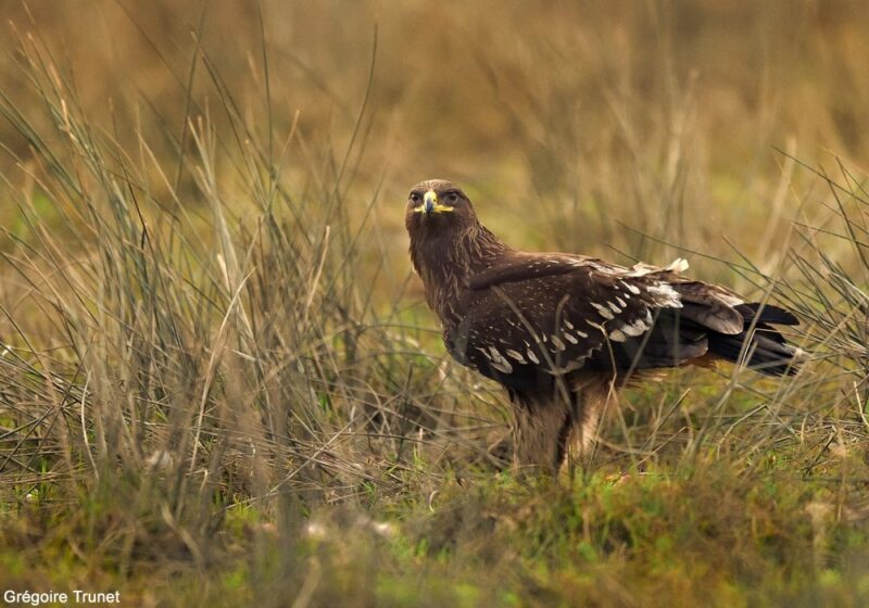 Comment favoriser l&rsquo;Aigle criard par rapport à l&rsquo;Aigle pomarin dans la vallée de la Biebrza (Pologne) ?