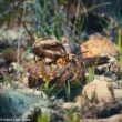 Le GOR a lancé une recherche coordonnée de l'Engoulevent à collier roux dans les Pyrénées-Orientales en mai et en juin 2026