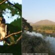 Observation encourageante en décembre 2025 de la rarissime Chevêche forestière dans le parc national de Kuno (Inde)