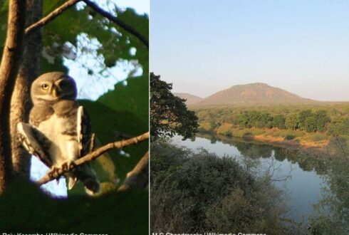 Observation encourageante en décembre 2025 de la rarissime Chevêche forestière dans le parc national de Kuno (Inde)