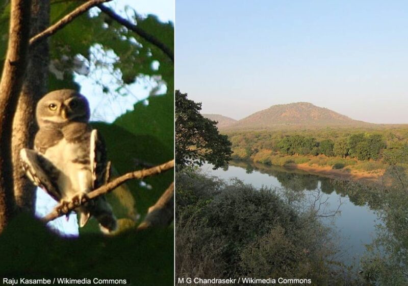 Observation encourageante en décembre 2025 de la rarissime Chevêche forestière dans le parc national de Kuno (Inde)