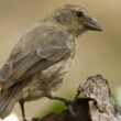 La très bonne saison de nidification 2026 du Géospize des mangroves, l'un des oiseaux les plus rares du monde