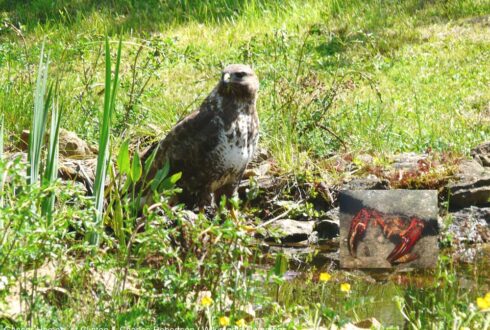 Premières preuves documentées de prédation de la Buse variable sur l’Écrevisse de Louisiane