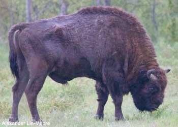 Bison d'Europe (Bison bonasus)