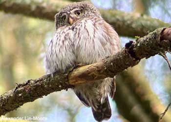 Chevêchette d'Europe (Glaucidium passerinum)