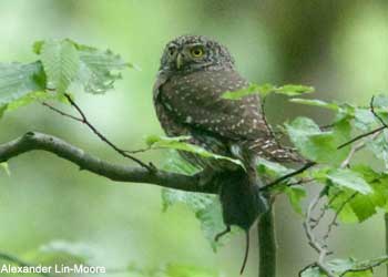 Chevêchette d'Europe (Glaucidium passerinum)
