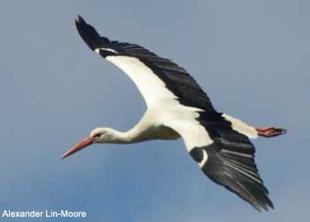 Cigogne blanche (Ciconia ciconia)