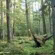 Séjour ornithologique en mai 2025 dans le nord-est de la Pologne, du parc de Białowieża à celui de la Biebrza en passant par le réservoir de Siemianówka