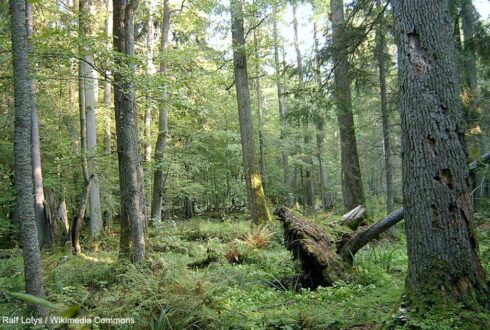 Séjour ornithologique en mai 2025 dans le nord-est de la Pologne, du parc de Białowieża à celui de la Biebrza en passant par le réservoir de Siemianówka