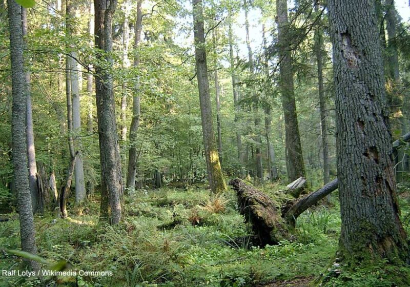 Séjour ornithologique en mai 2025 dans le nord-est de la Pologne, du parc de Białowieża à celui de la Biebrza en passant par le réservoir de Siemianówka