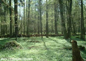 Forêt dans le parc national de Białowieża (Pologne)